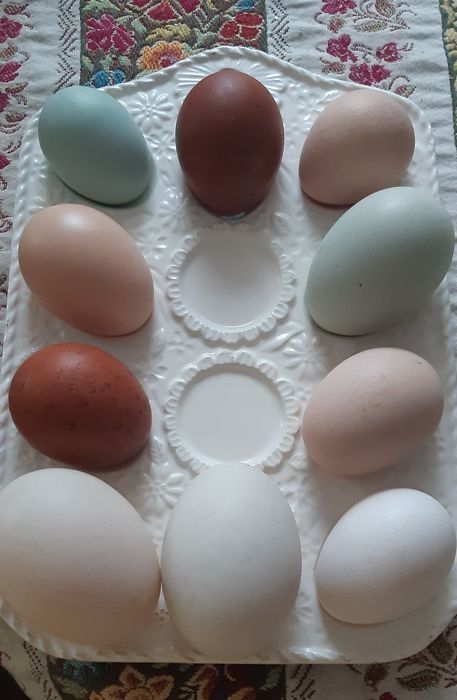 Jajka legowe kolorowe