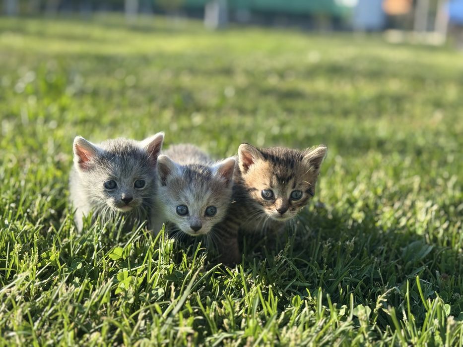 Віддамо котиків.