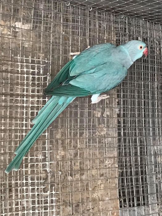 Fêmeas ring neck para criação