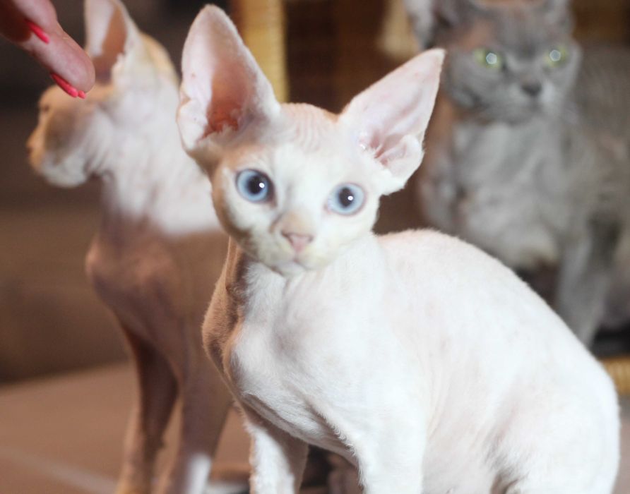 Ufo - arlekin Devon Rex po Championie
