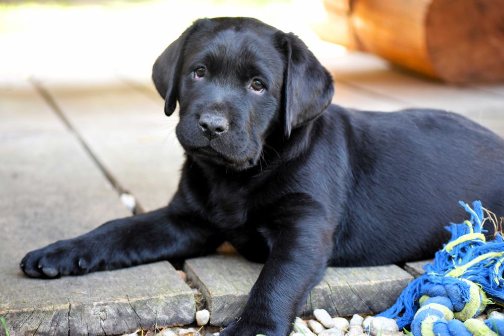 Wspaniały szczeniak Labrador Retriever FCI