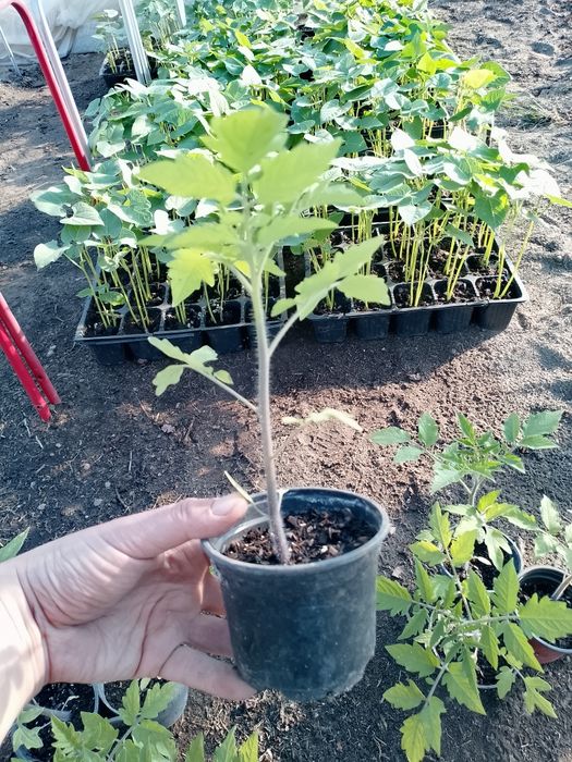 Sadzonki pomidorów koktajlowych