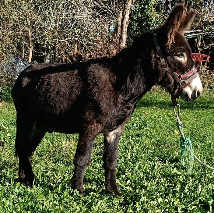 Burro Mirandês novo