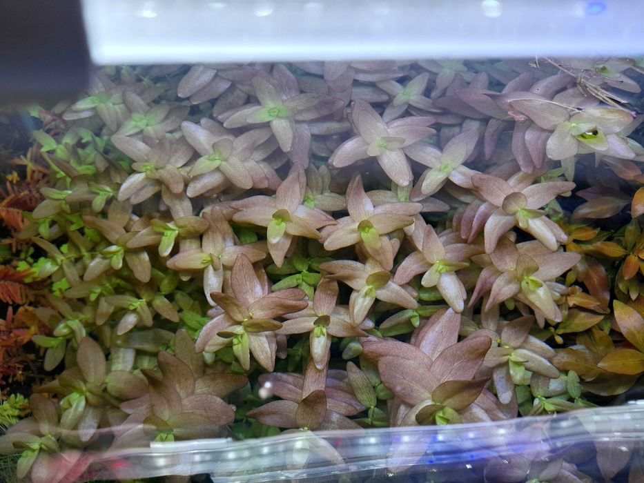 Bacopa caroliniana - Planta Fácil Aquário