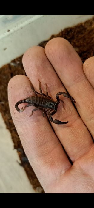 Skorpion Heterometrus silenus i3