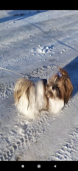 Ши-тцу, пропонується кобель для в'язок