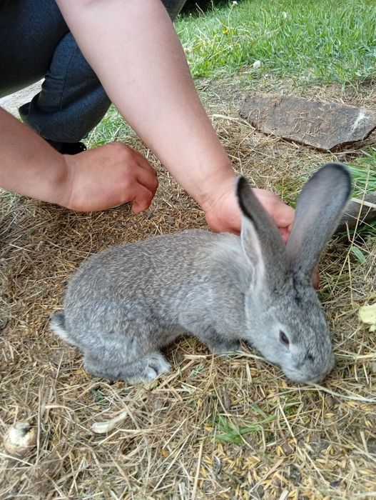 Królik do chowu około 2,5 miesiąca