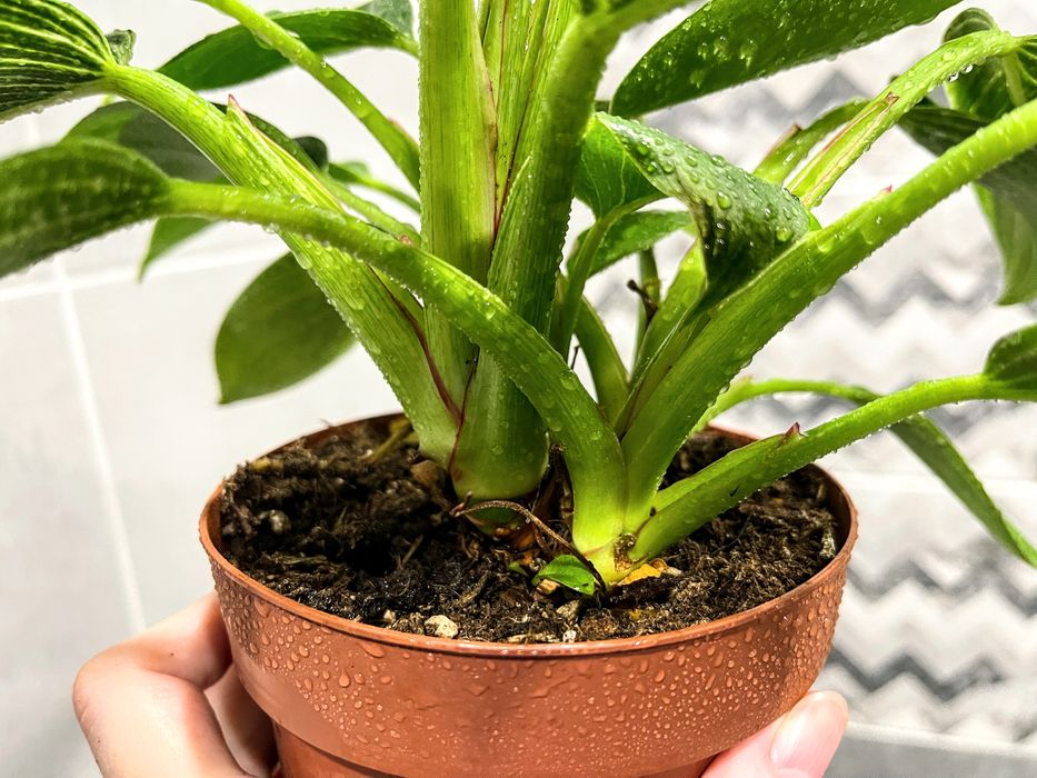 Филодендрон Birkin - комнатное растение