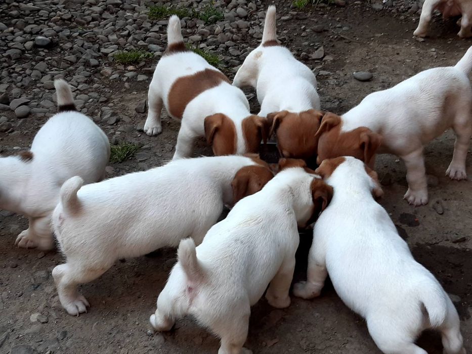 Щенки Джек Рассел терьера