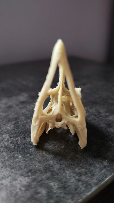 Czaszka kameleona druk 3d