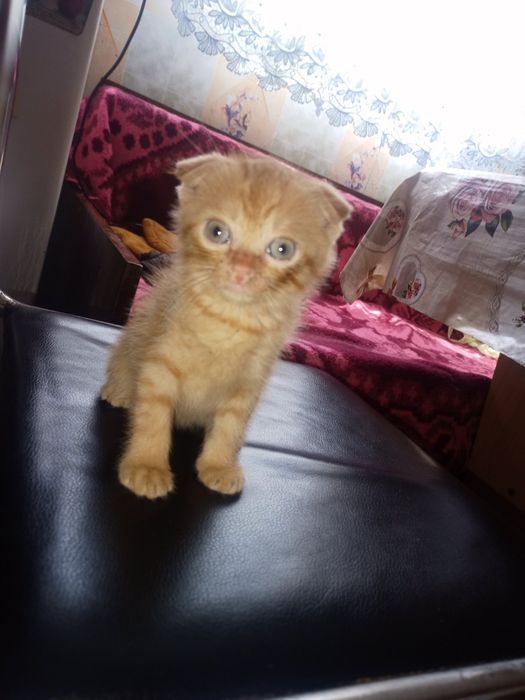 Вислоухие котята
