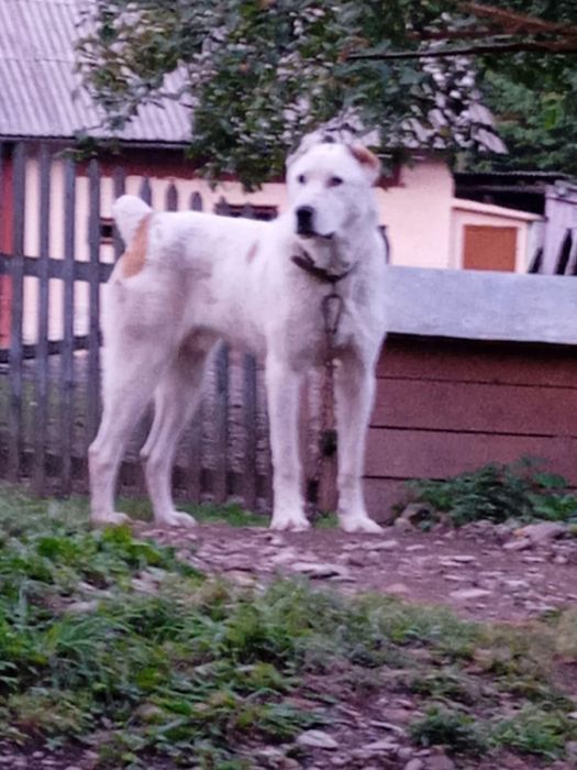 Алабай.