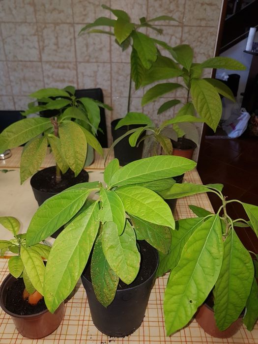 Abacateiros , de boa qualidade.