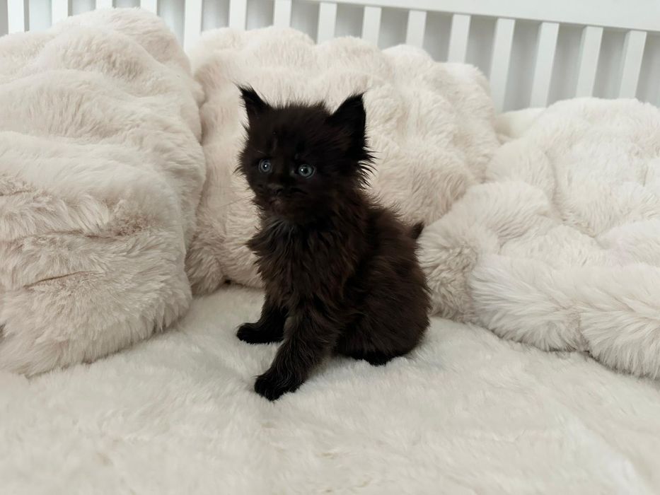 Maine coon Black solid FPL