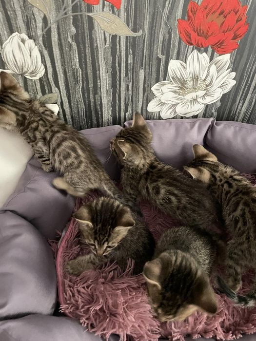 Бенгальські кошенята