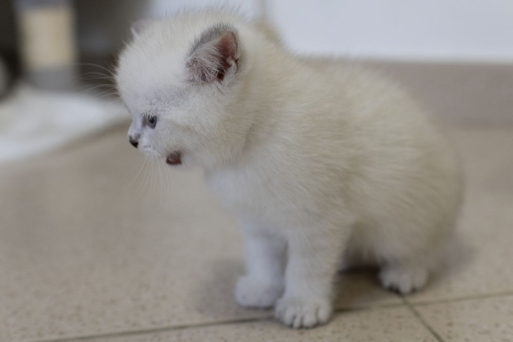 Gatinho scottish Straight