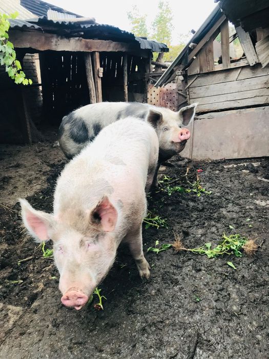 Продам м’ясних свиней