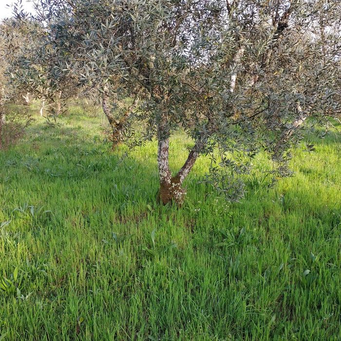 Oliveiras centenárias para jardins