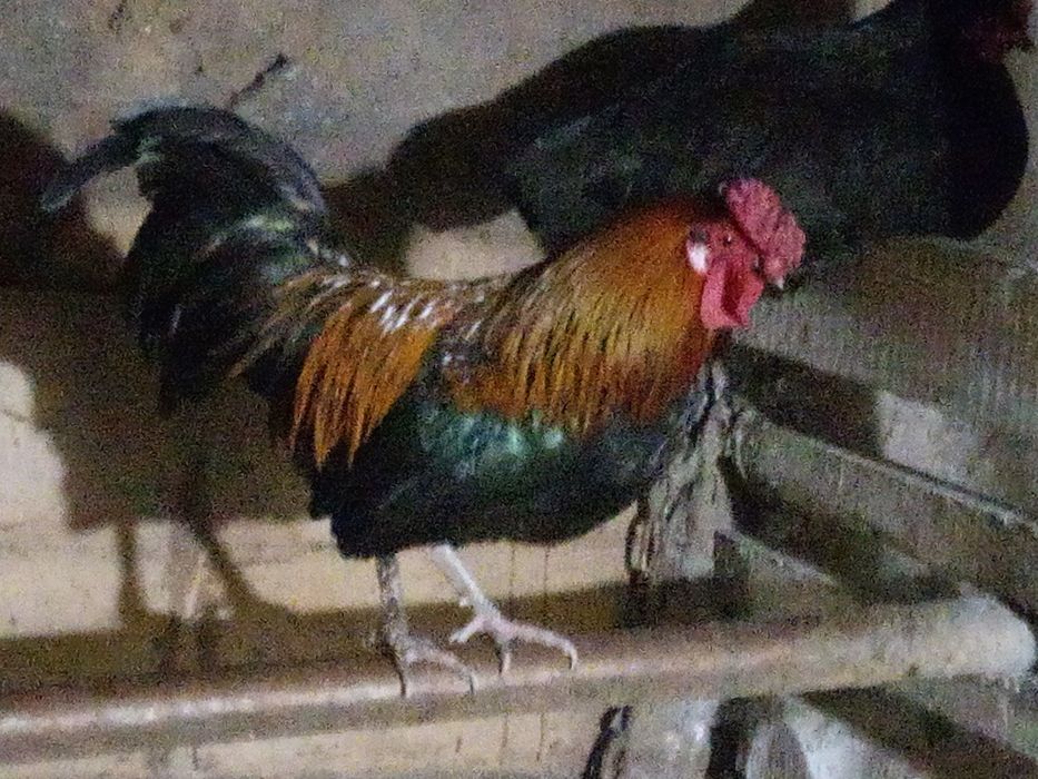 Продам кури ліліпути