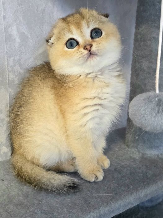 Шотландочка золота шиншила