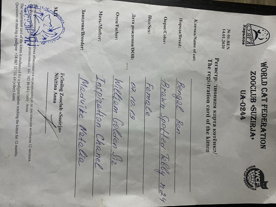 Продам Бенгала Ben24
