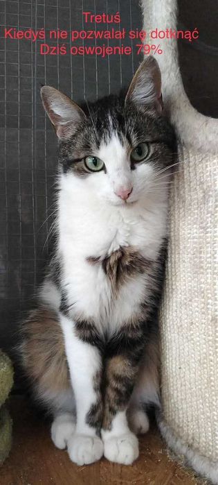 Koty czekają na domy