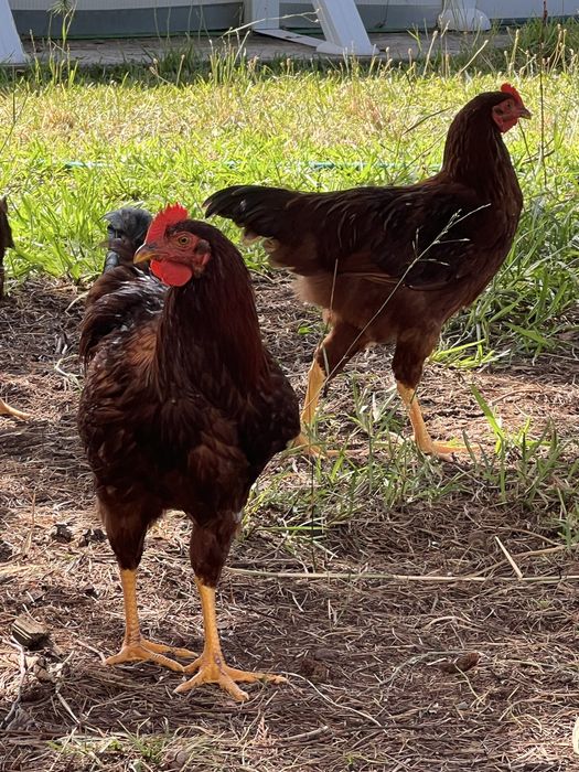 Galos Olive Egger e Rhode Island Red