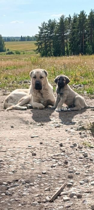 KANGAL FCI rodzice Import Turcja Serbia