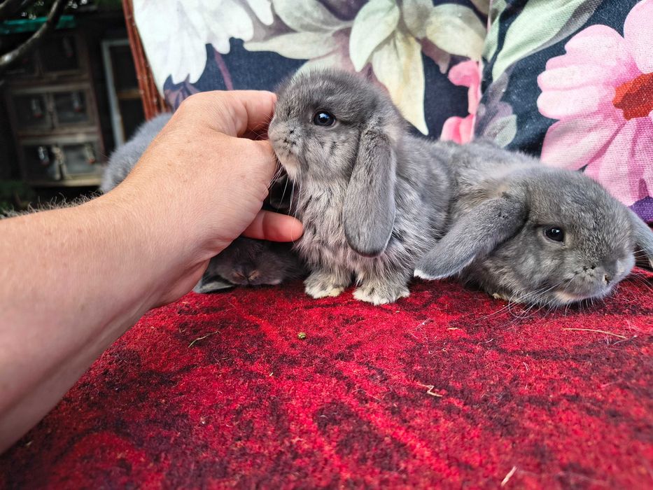 Karzełek baranek perłowy samiec samiczka mini lop