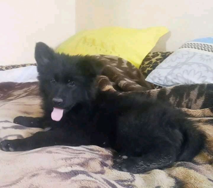 Продам щенков немецкой овчарки длинношерстные