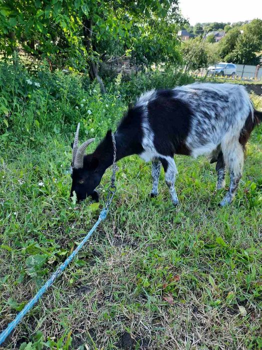Продам дійну козу вік 3 роки