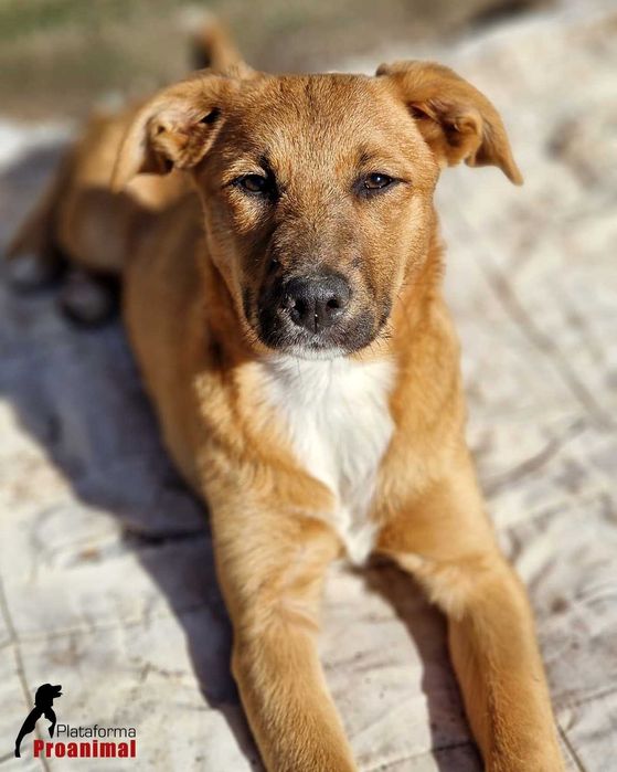 KORA - Cadelinha jovem para adoção!