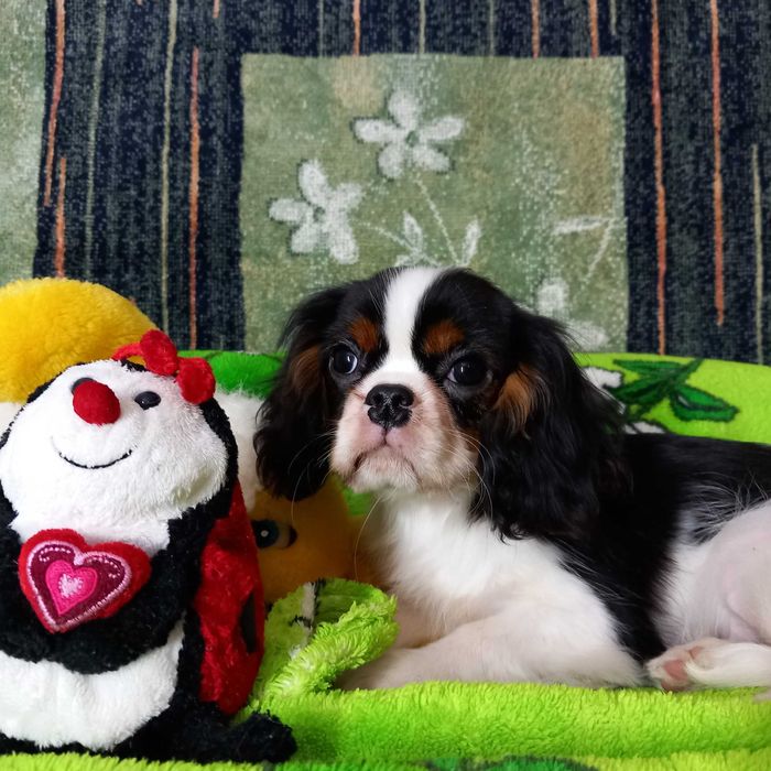 Кавалер кінг чарльз спаніель