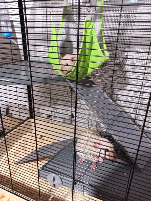 Dwa szczury + klatka z wyposażeniem