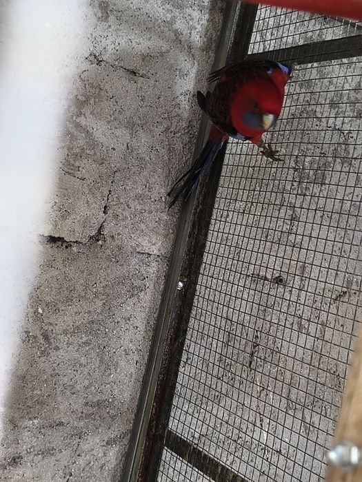 Vários tipos de aves