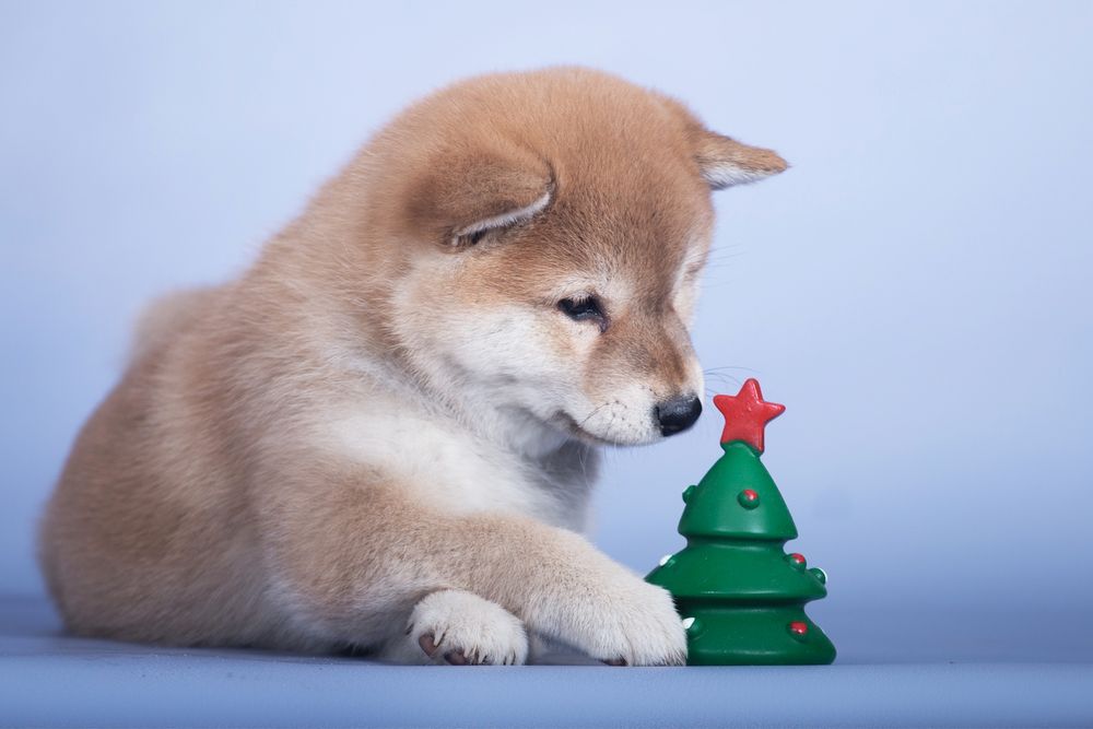 Шиба ину / shiba / шиба іну