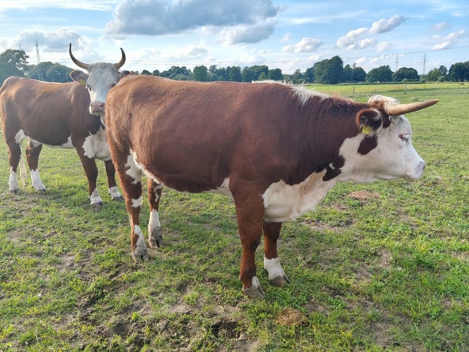 Jałówki hereford