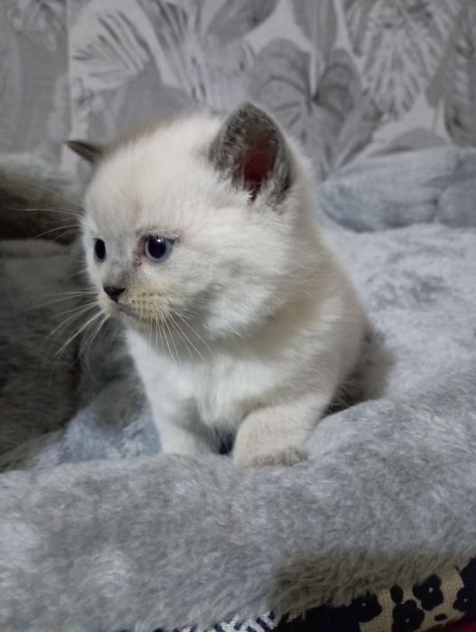 Продаємо гарних,ласкавих,віслоухих кошенят