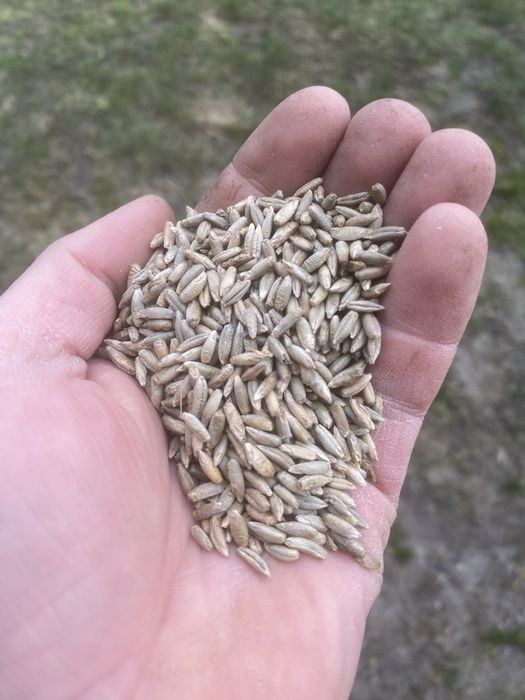 Sprzedam Żyto 1 tona