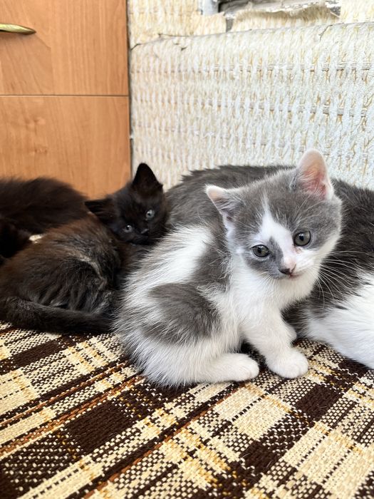Котик хлопчик шукає сімʼю