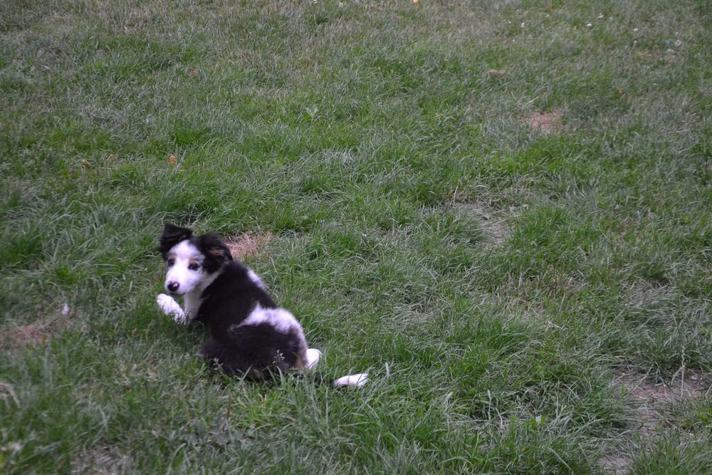 Border Collie szczeniaczki