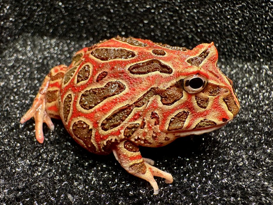 Żaby rogate Ceratophrys cornuta/cranwelli różne odmiany
