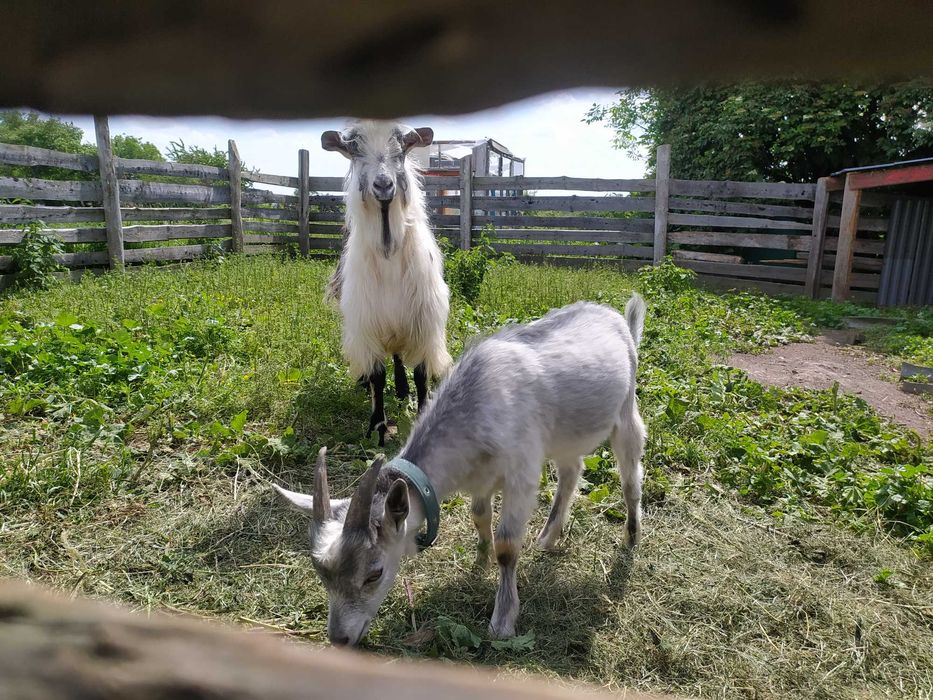 КОЗЕНЯТА хлопчики  продам 3 місяці