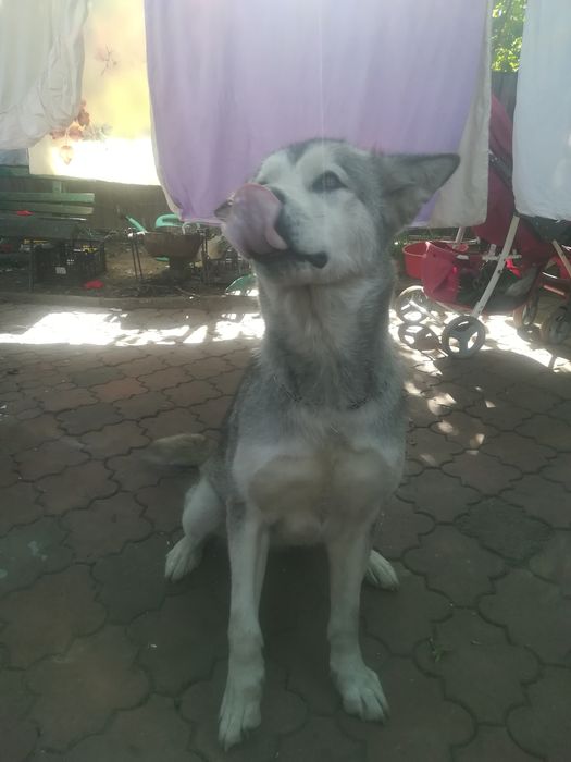 Отдам в хорошие руки