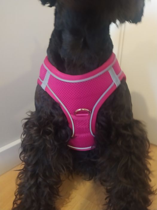 Coleira Nova para cão porte pequeno