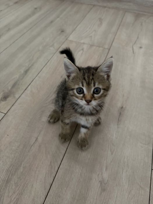Котики, безкоштновно!!