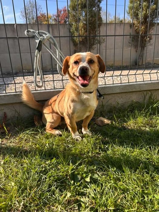 Schroniskowy piesek do adopcji