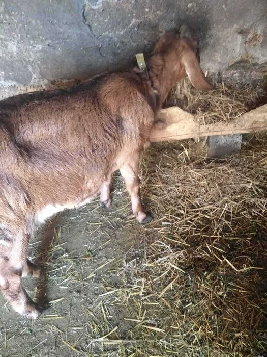 Продам нубійських кіз