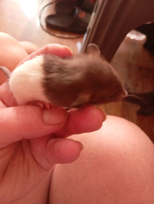 Криси, пацюки, щури