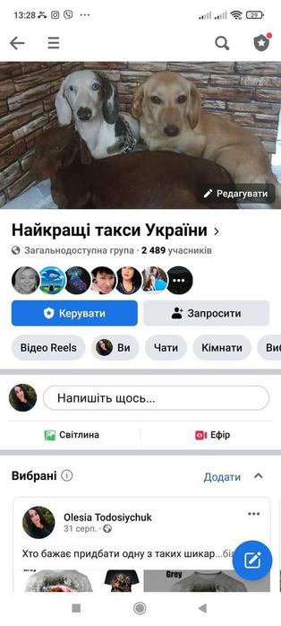 Продаються таксята чорнопідпалі